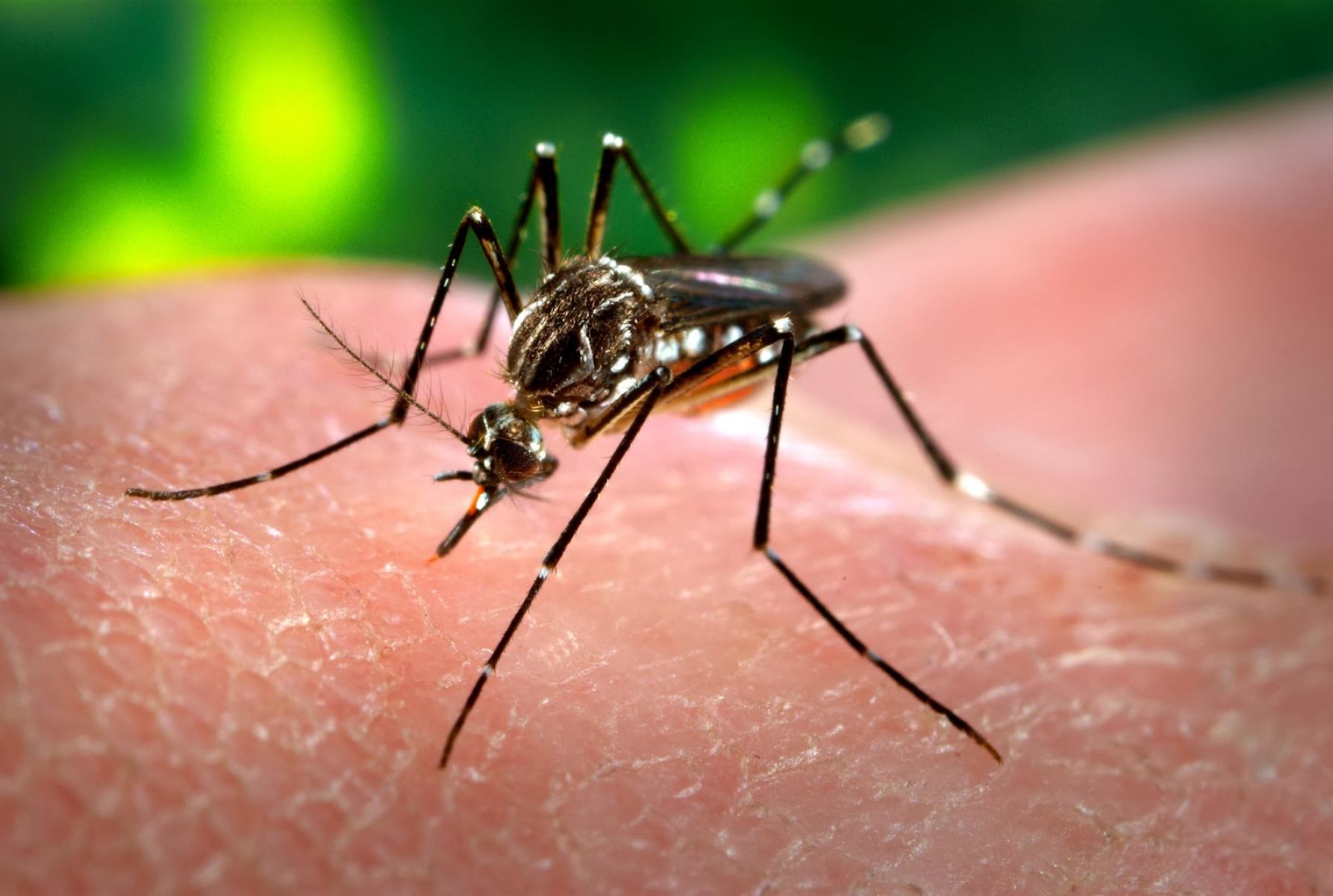 Campanha veiculada no Leste do estado alerta sobre a gravidade da Chikungunya
