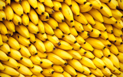 Minas Gerais se destaca na produção de banana com apoio do Governo do Estado