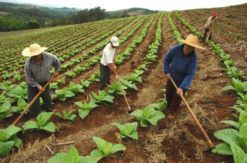 Plano Safra 2017/2018 vai disponibilizar R$ 103 bilhões para o agronegócio nacional