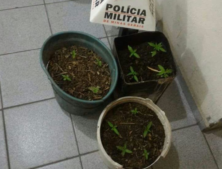 Pés de maconha são localizados e autores presos no bairro Graminha