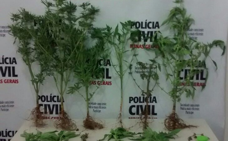 POLÍCIA CIVIL APREENDE 13 PÉS DE MACONHA EM BARBACENA