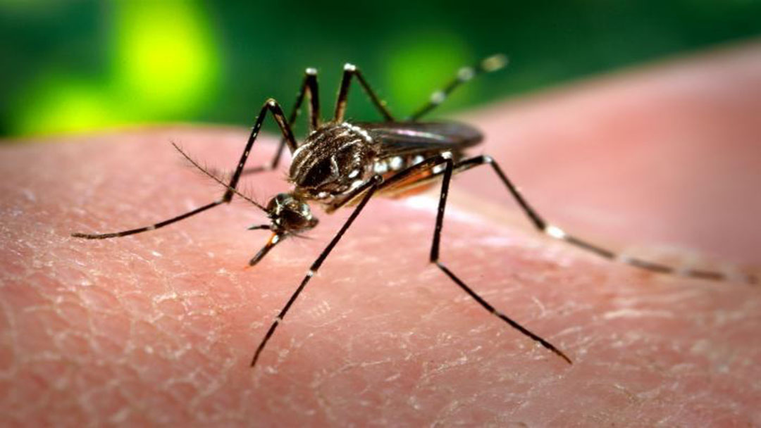 Boletim Epidemiológico de Monitoramento dos casos de Dengue, Chikungunya e Zika Vírus (04/12)