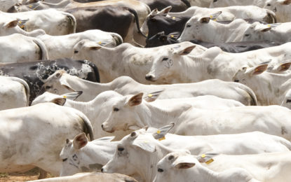 Prazo para declarar junto ao IMA a vacinação do gado contra febre aftosa vai até 25 de junho.