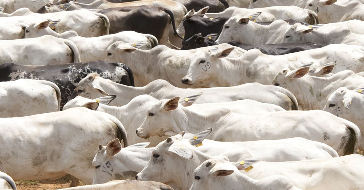 Prazo para declarar junto ao IMA a vacinação do gado contra febre aftosa vai até 25 de junho.