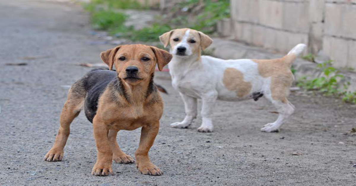 Prefeitura desenvolve programa gratuito de castração de cães e gatos para a população carente.