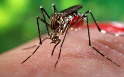 Minas Gerais registra mais de 24 mil casos prováveis de dengue neste ano
