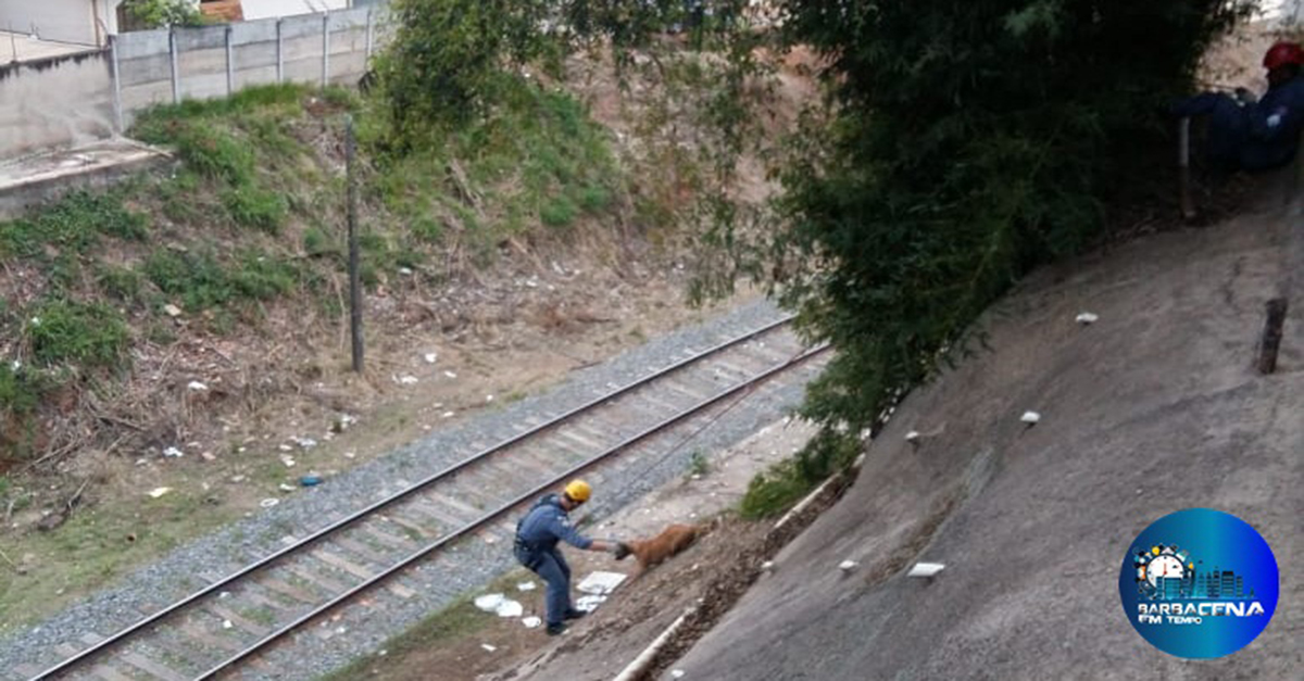 Bombeiros resgatam cão em local de difícil acesso imediações da linha férrea Bairro Pontilhão