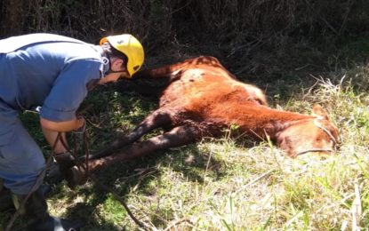 Égua é resgatada em atoleiro nas proximidades do bairro Monte Mário em Barbacena