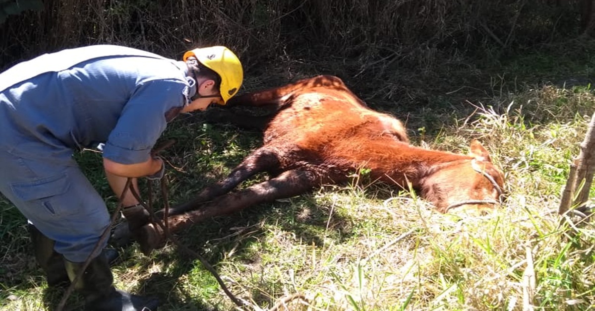 Égua é resgatada em atoleiro nas proximidades do bairro Monte Mário em Barbacena
