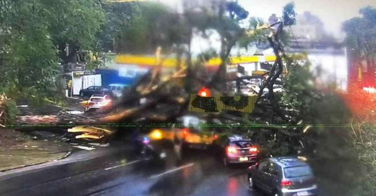 Motorista de van morre após queda de árvore na região Centro-Sul de Belo Horizonte