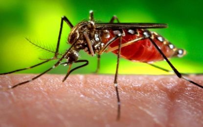 Casos de dengue aumentam mais de 400% durante o mês de janeiro em Minas Gerais