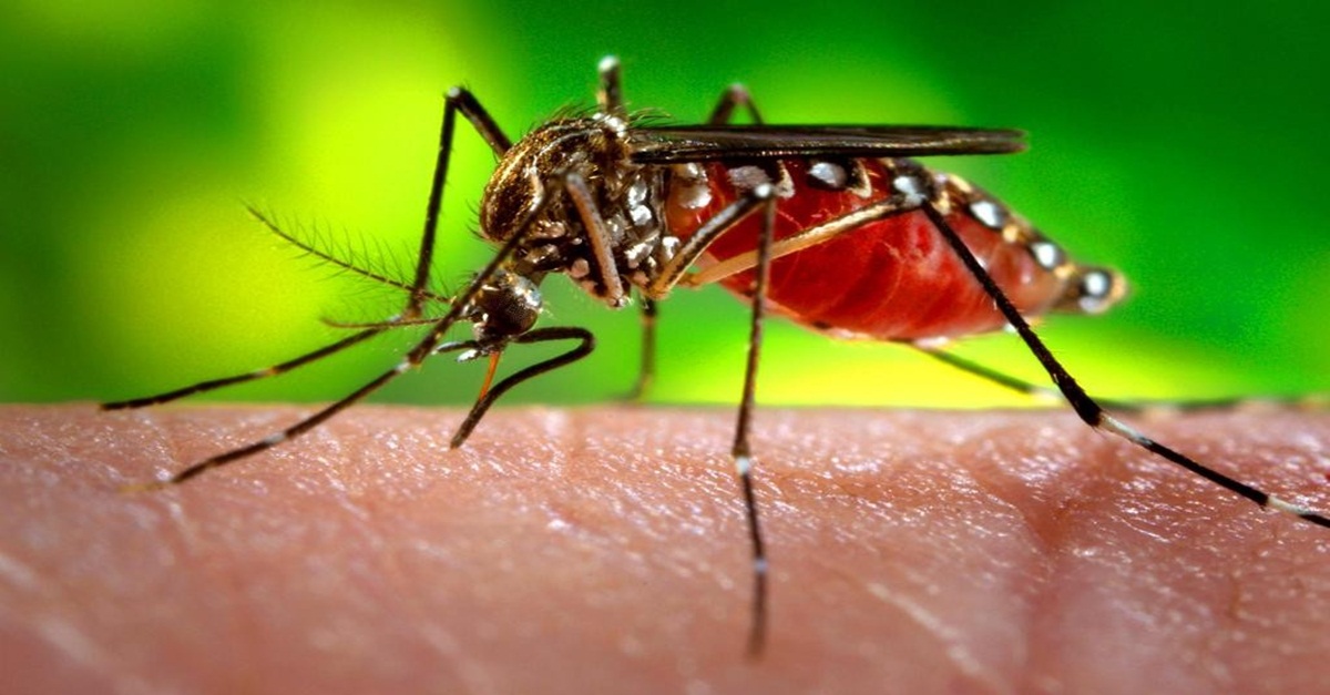 Número de casos de dengue cresce 224% no país