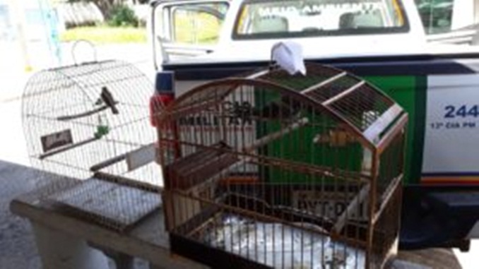 Polícia Militar de Meio Ambiente resgata pássaros em Barbacena e autua infrator
