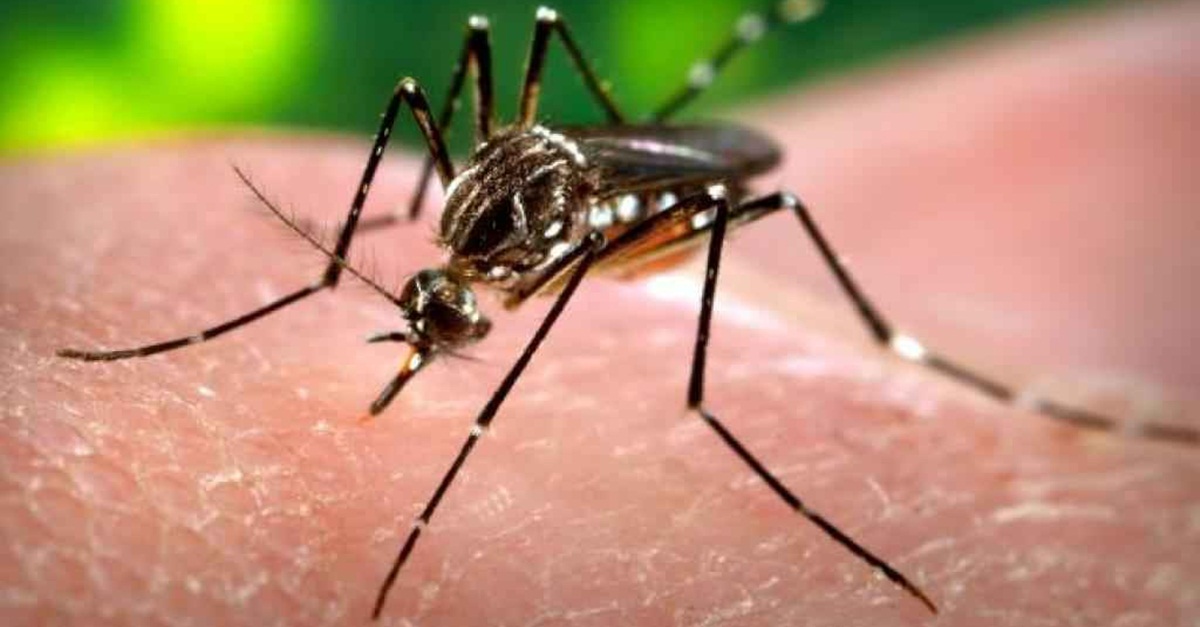 Cidades do Centro-Oeste registram mais de 900 casos de dengue em uma semana