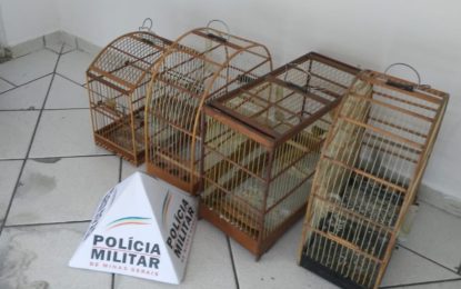 POLÍCIA MILITAR DE MEIO AMBIENTE RESGATA PÁSSAROS EM CATIVEIRO EM SÃO JOÃO DEL RE