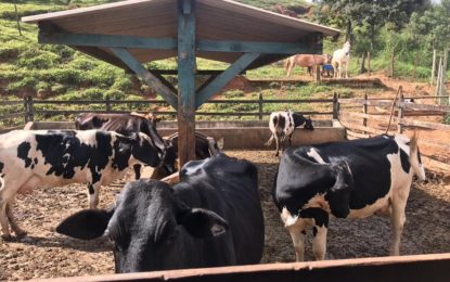 Polícia Civil recupera gado furtado avaliado em 18 mil reais na cidade de Conselheiro Lafaiete
