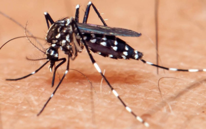 Grupo de pesquisadores brasileiros criam tecnologia para diagnosticar o vírus da zika