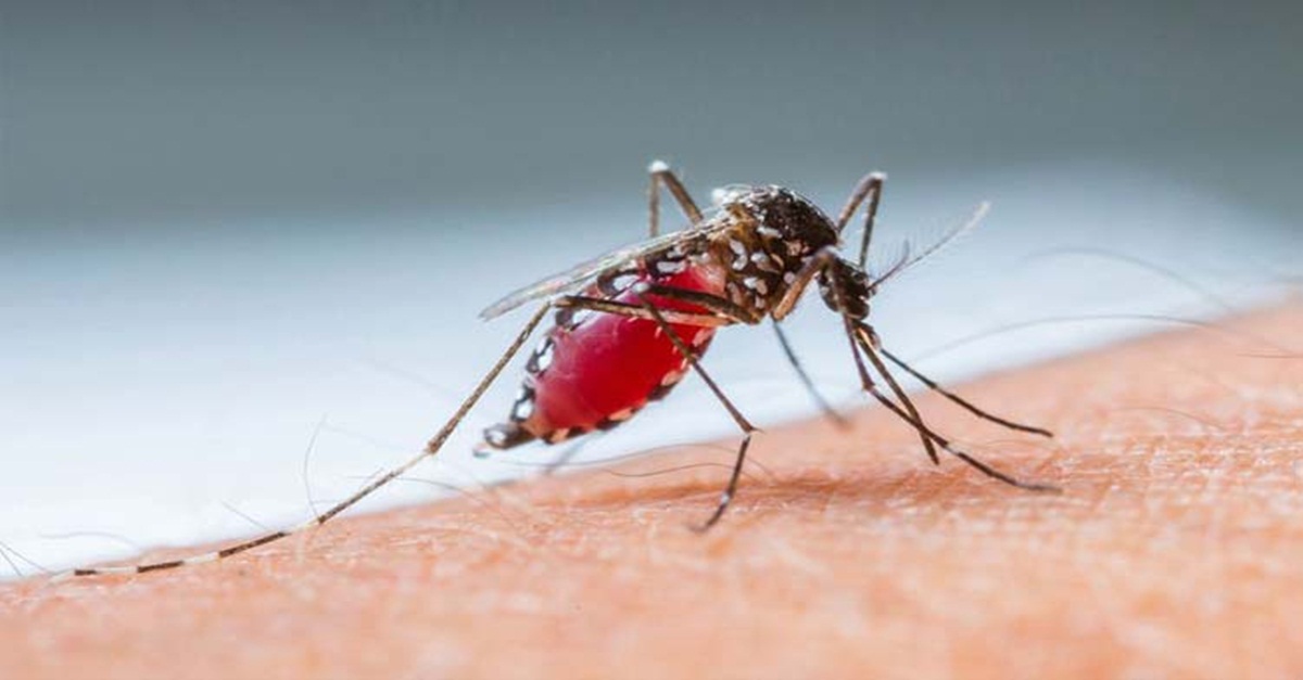 Casos prováveis de dengue no Sul de Minas superam os últimos cinco anos