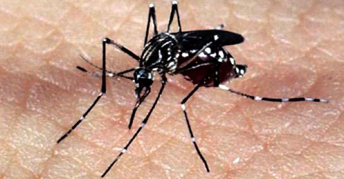 Chega a 10 o número de óbitos por dengue em Juiz de Fora