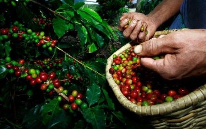 BDMG abre crédito de R$ 255 milhões para financiamento da safra 2019/2020 do café