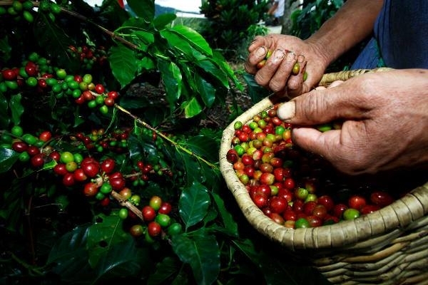 BDMG abre crédito de R$ 255 milhões para financiamento da safra 2019/2020 do café