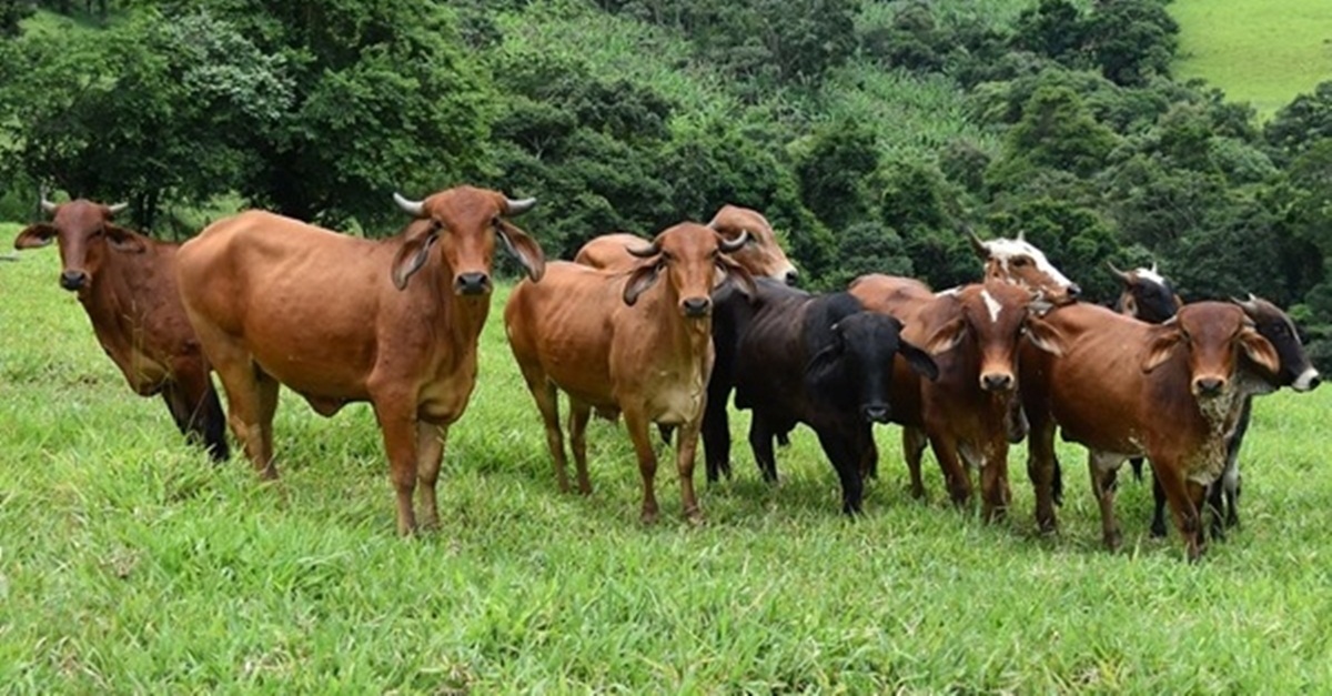 Abate de bovinos aumenta e chega a oito milhões de cabeças no segundo trimestre, de acordo com IBGE