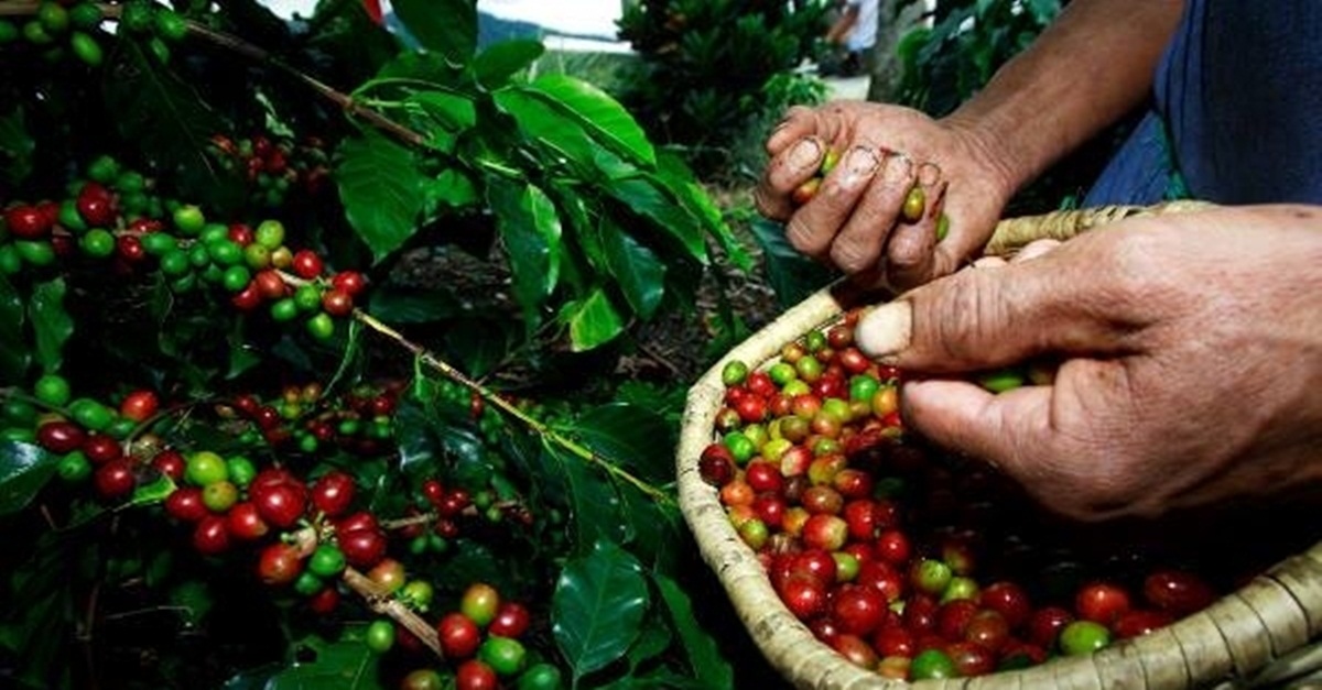 Preços da saca de café serão determinados pela nova safra