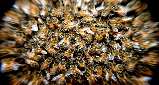Enxame de abelha ataca cerca de 80 crianças em Salinas