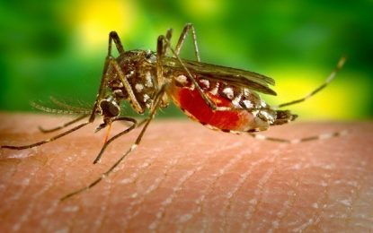 Regiões Sudeste e Centro-Oeste registraram mais casos de dengue em 2019
