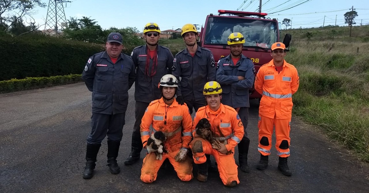 Em Poços de Caldas, bombeiros realizam resgate de cachorros em manilha
