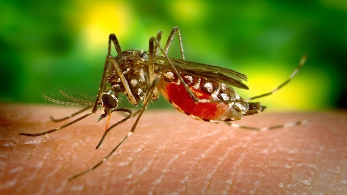 Minas registra um caso de dengue por minuto, segundo a SES