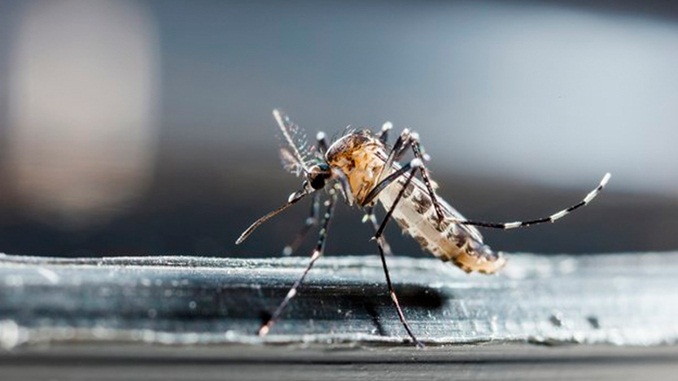 994 municípios brasileiros estão em situação de risco de surto de dengue, zika e chikungunya