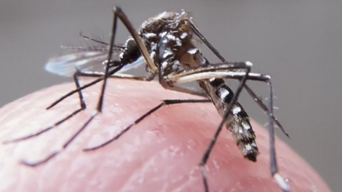 Autoridades espanholas confirmam primeiro caso de dengue transmitido sexualmente