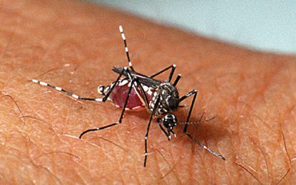 Casos de dengue seguem controlados em Barbacena