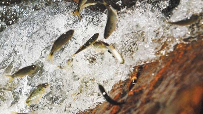 Piracema tem início com proibição de pesca de espécies nativas em Minas
