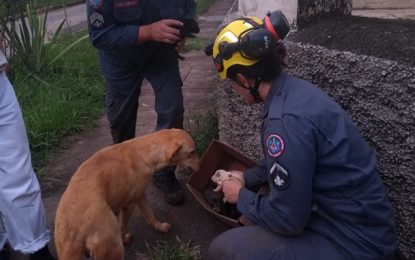 Bombeiros de Barbacena resgatam 9 cães em local de dificil acesso, nas imediações do Hospital Regional