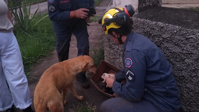 Bombeiros de Barbacena resgatam 9 cães em local de dificil acesso, nas imediações do Hospital Regional