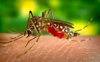 Cuidados para evitar dengue, chikungnya e zika devem ser reforçados nas férias