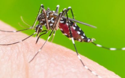 Número de mortes por dengue aumenta em Minas, segundo a SES