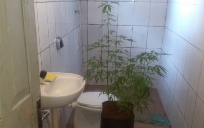 Mulher é presa cultivando maconha dentro do banheiro, em Barbacena