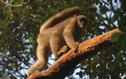 Morte de macacos por febre amarela pode indicar pico da doença nas regiões Sul e Sudeste