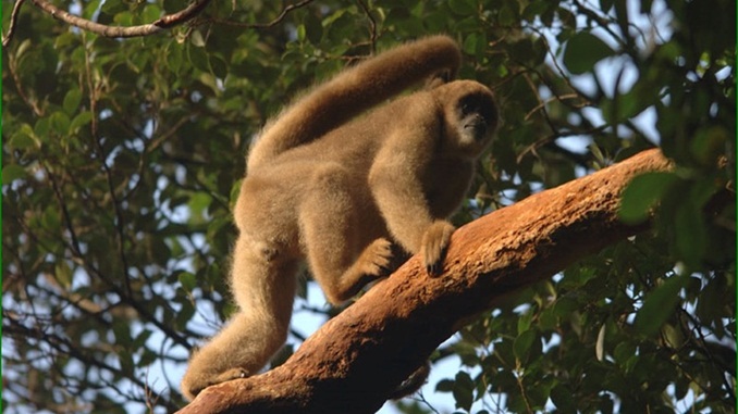 Morte de macacos por febre amarela pode indicar pico da doença nas regiões Sul e Sudeste