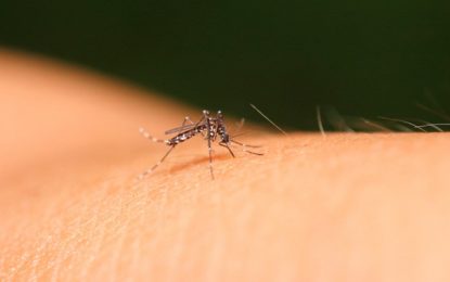 Saiba sobre os quatro sorotipos do vírus da dengue, doença transmitida pelo Aedes aegypti