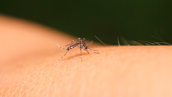 Saiba sobre os quatro sorotipos do vírus da dengue, doença transmitida pelo Aedes aegypti