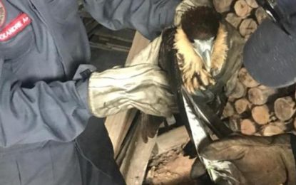 Bombeiros resgatam gavião que ficou preso em linha chilena, em Sabará