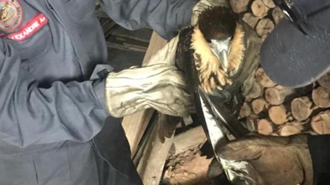 Bombeiros resgatam gavião que ficou preso em linha chilena, em Sabará