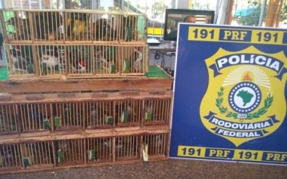 PRF resgata aves em cidades mineiras no final de semana