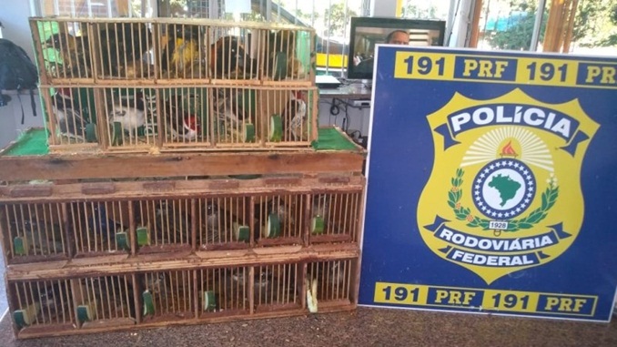 PRF resgata aves em cidades mineiras no final de semana