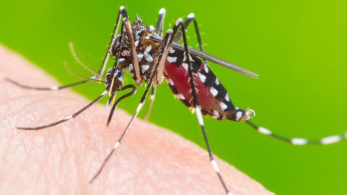 Biofábrica de mosquitos modificados pode ser solução para coibir transmissão da dengue