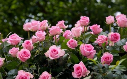 Para resgatar a tradição: Colégio Aprendiz doará milhares de mudas de rosas aos barbacenenses